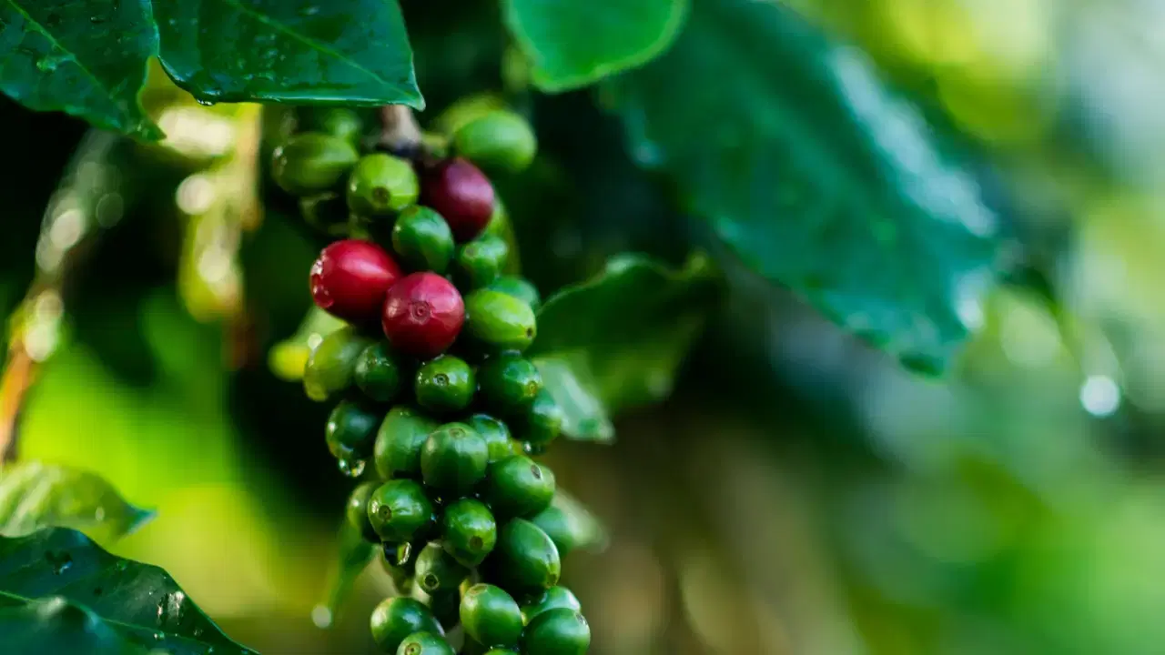 impulsan-marca-denominacion-de-origen-agricultura