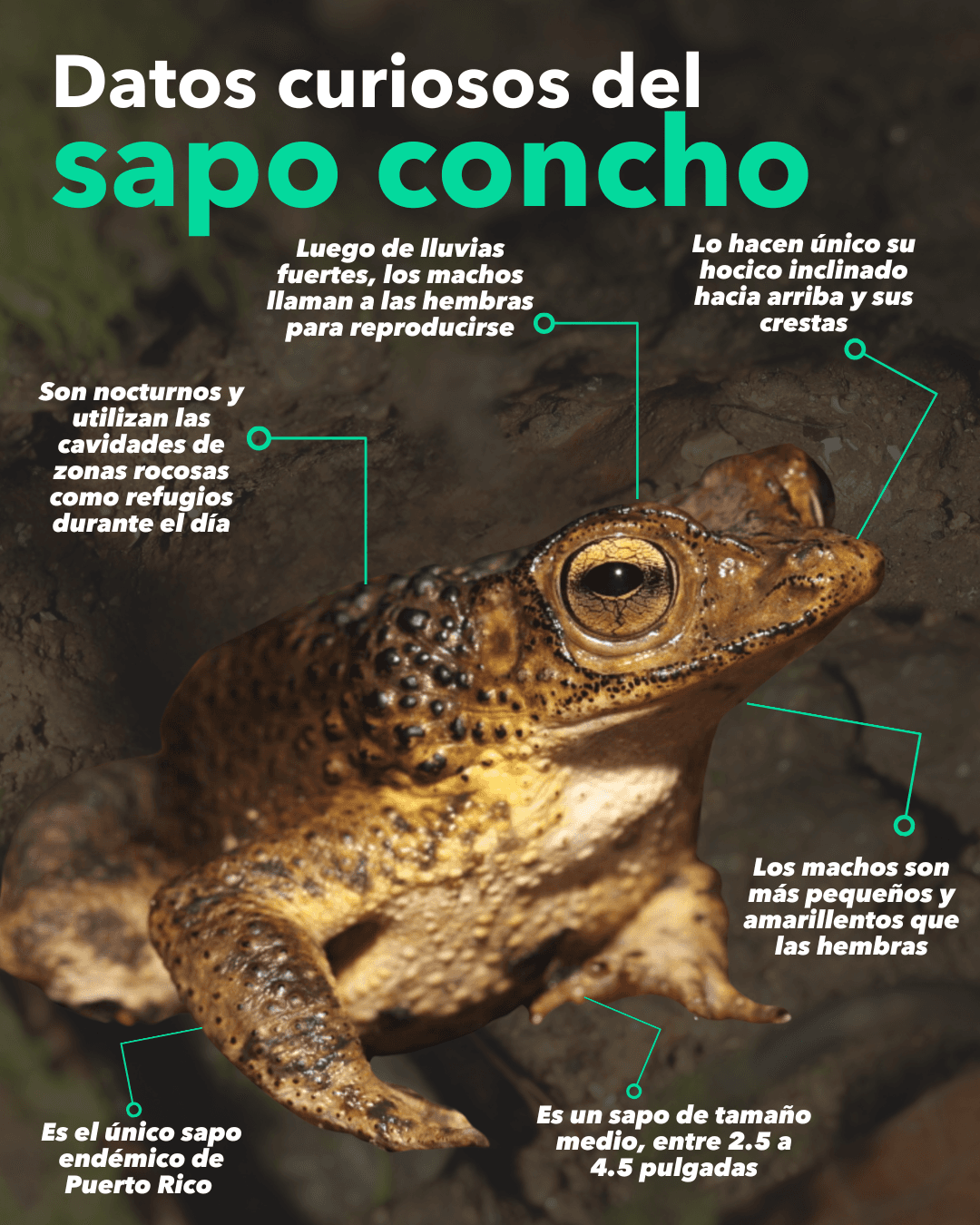 Sapo-Concho-PQTE.png