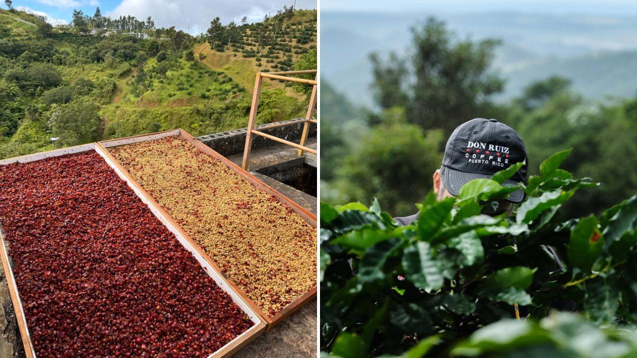 cerezas-de-cafe-el-ingrediente-secreto-de-la-nueva-cerveza-boricua-de-cafe-don-ruiz-y-ocean-lab