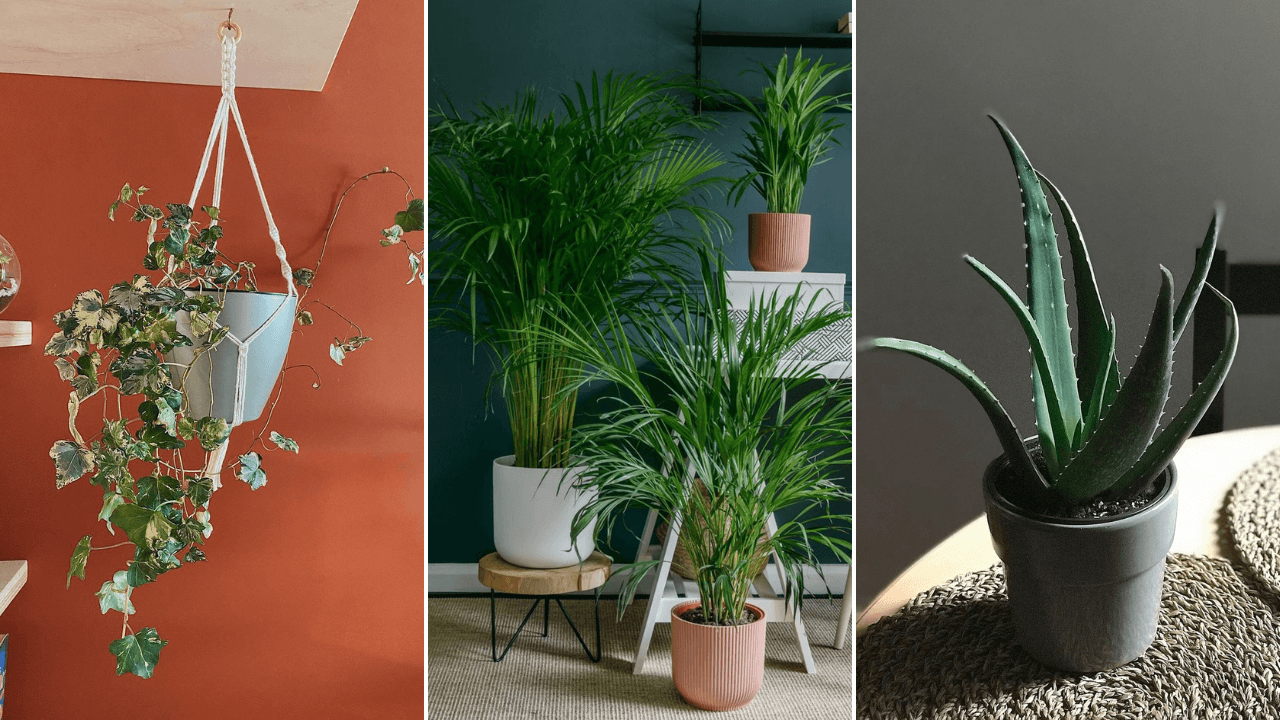 plantas-que-pueden-limpiar-el-aire-de-tu-hogar