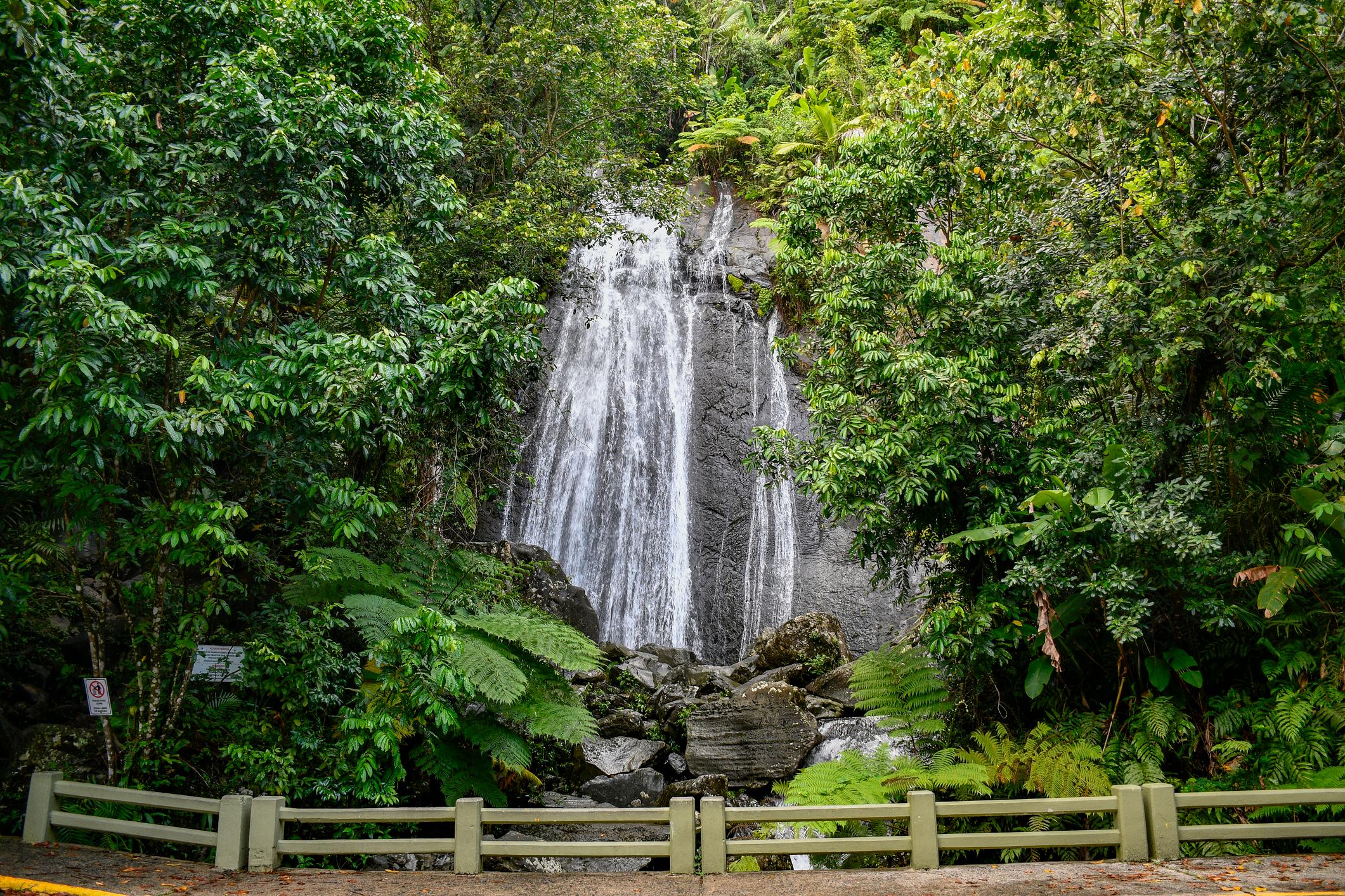 bosques-de-facil-acceso-para-disfrutar-en-familia
