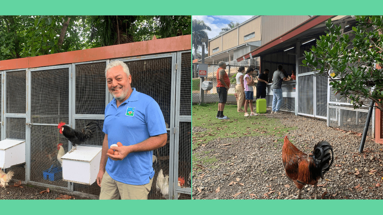 gallinas-ponedoras-zonas-urbanas