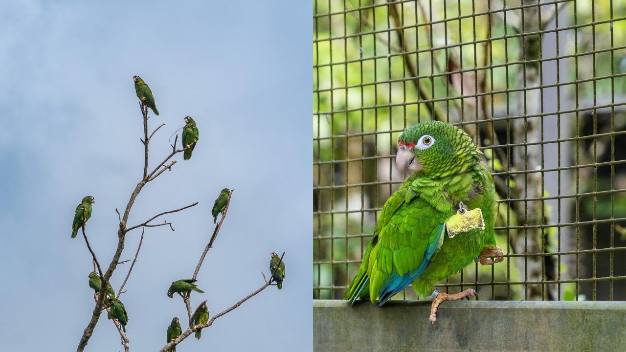 cotorra-puertorriquena-el-yunque-guacamayo-spix-brasil