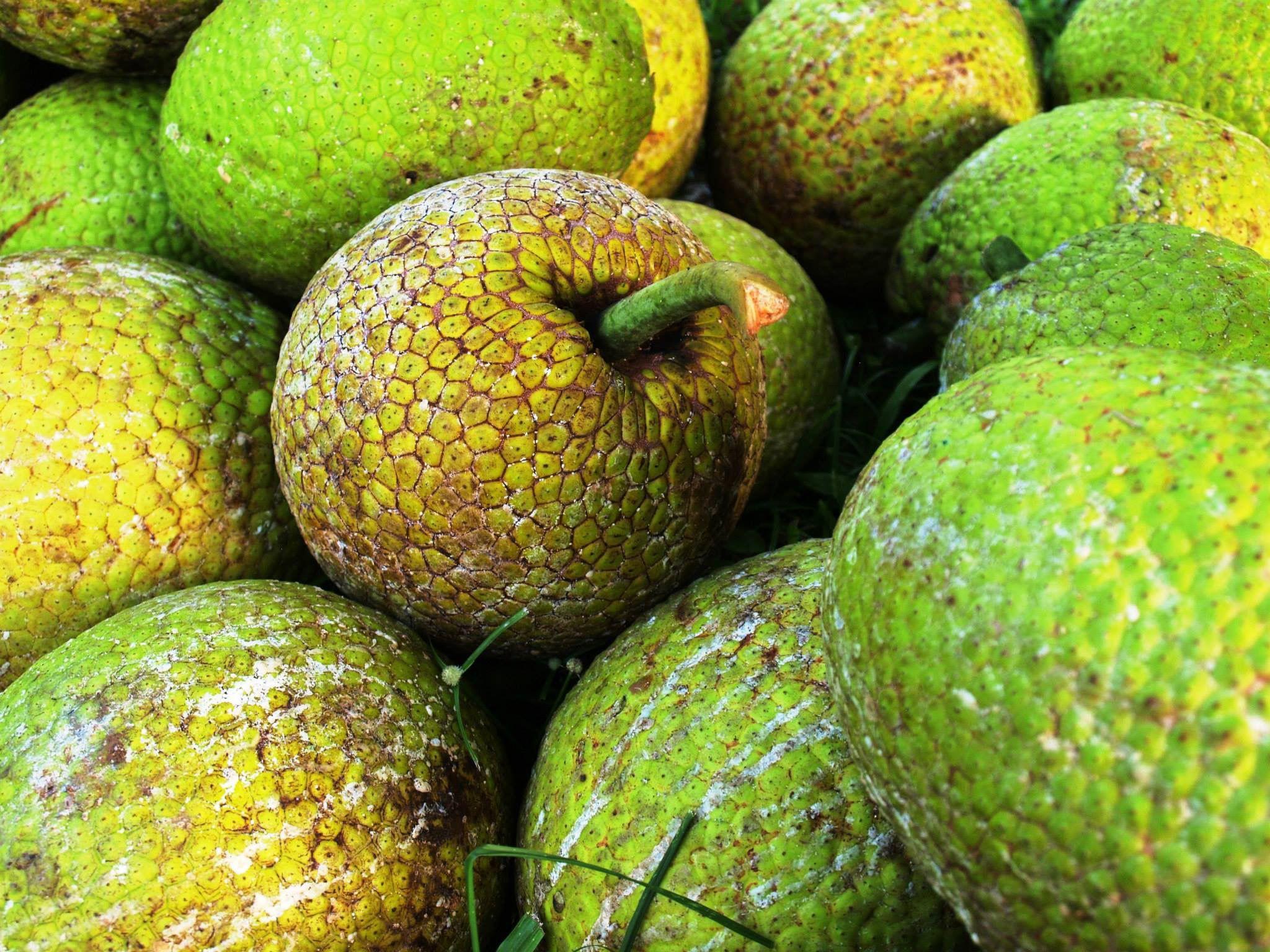 origen-festival-de-la-pana-humacao