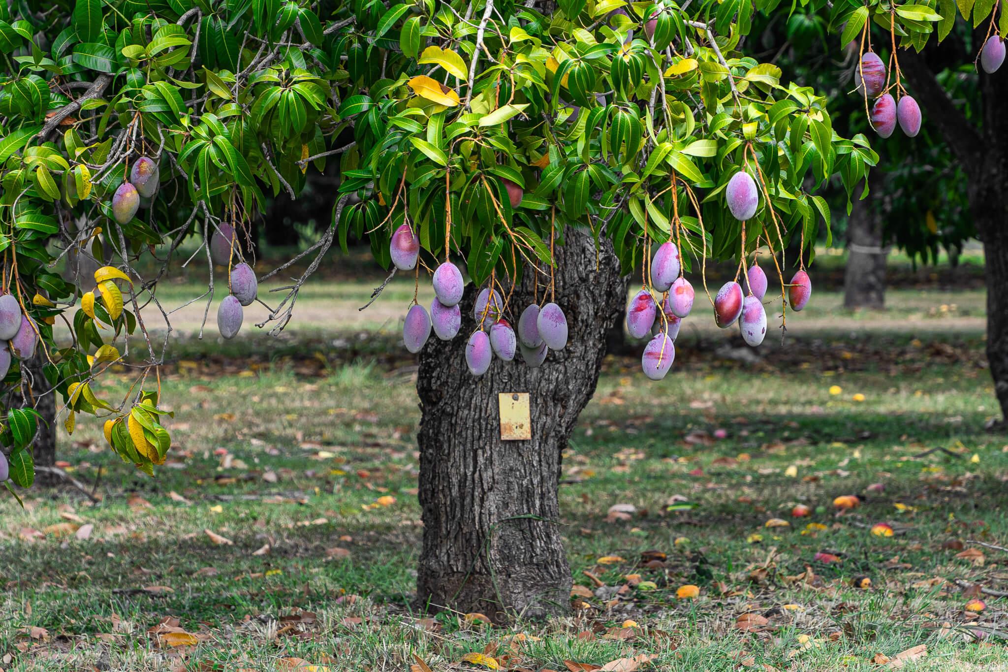 mango-produccion-exportacion-variedades-puerto-rico