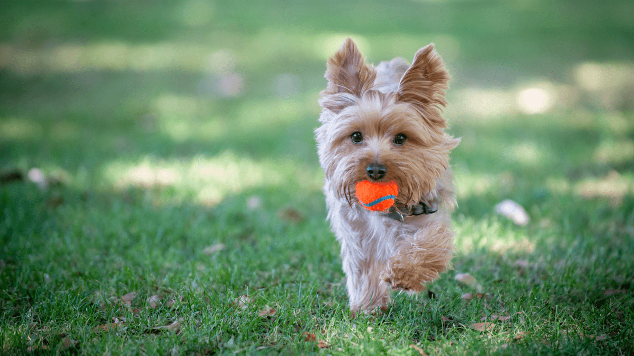 parques-para-llevar-a-tu-mascota