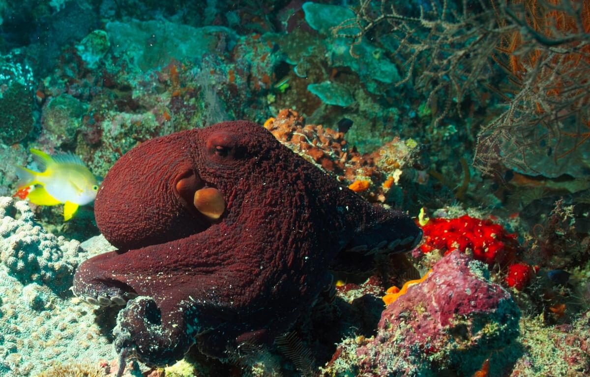 snorkel-tour-gallery-013.jpg