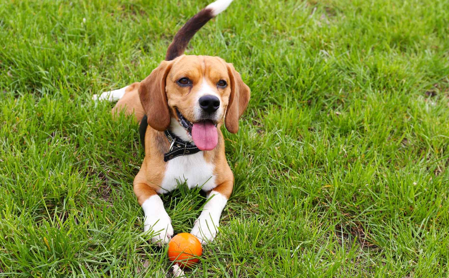 Dog_Park_1_37418f192b.jpg