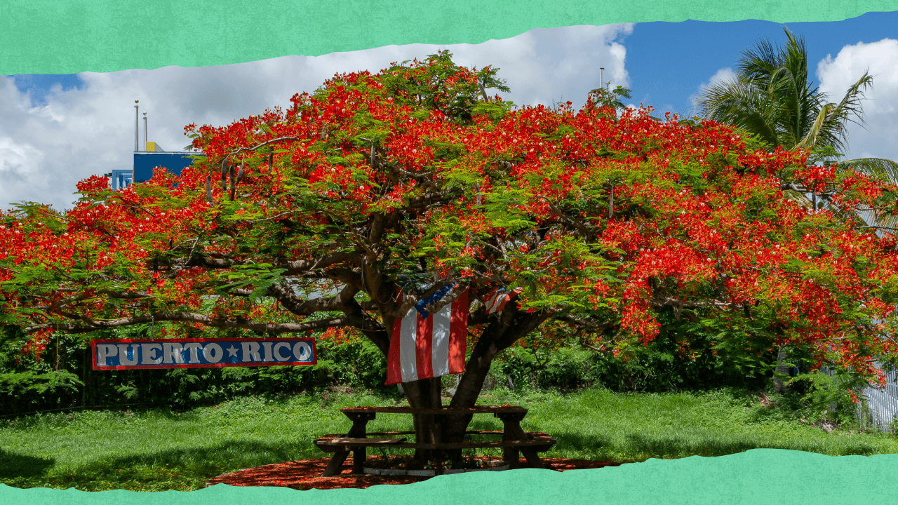cosas-que-hacer-en-puerto-rico