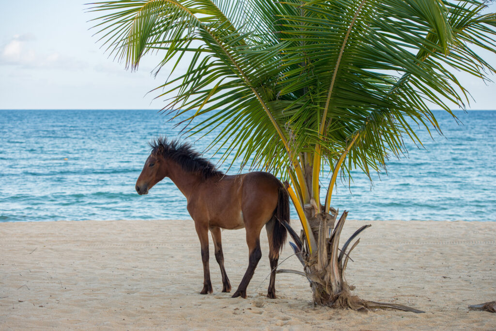 Horseback Riding in Puerto Rico Platea