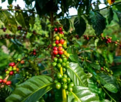 This images where taken in a plantation in one of Puerto Rico's most prominent coffee cultivation sector, the town of Adjuntas.