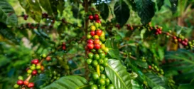 This images where taken in a plantation in one of Puerto Rico's most prominent coffee cultivation sector, the town of Adjuntas.