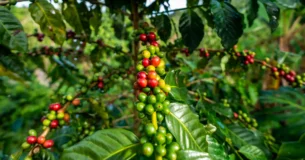 This images where taken in a plantation in one of Puerto Rico's most prominent coffee cultivation sector, the town of Adjuntas.