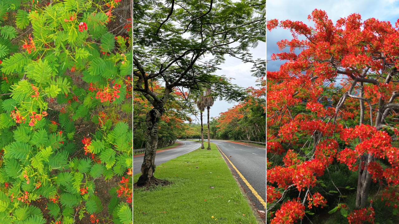 flamboyan