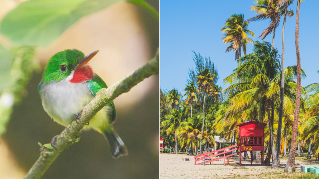 Todos los festivales en Puerto Rico para disfrutar este verano PlateaPR