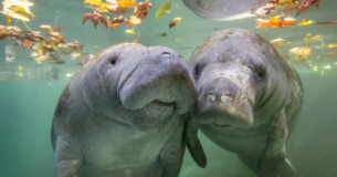 Dos manatíes en la costa de la Florida.