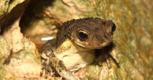 Sapo concho. Foto de Puerto Rican Crested Toad Conservancy.