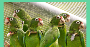 Partners for Fish and Wildlife: Puerto Rican Parrots at the FWS Aviary Facility in Maricao, Puerto Rico. , Joe Milmoe/USFWS, Public Domain, https://www.fws.gov/media/partners-fish-and-wildlife-puerto-rican-parrots-fws-aviary-facility-maricao-puerto-rico