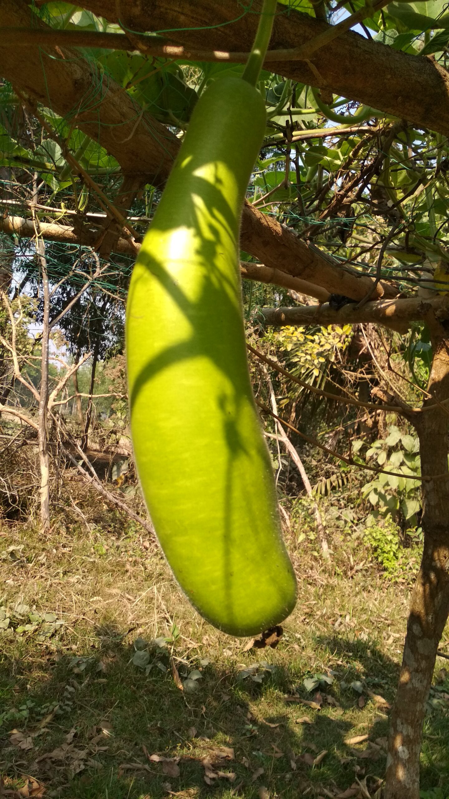 Planta de marimbo para hacer güiro