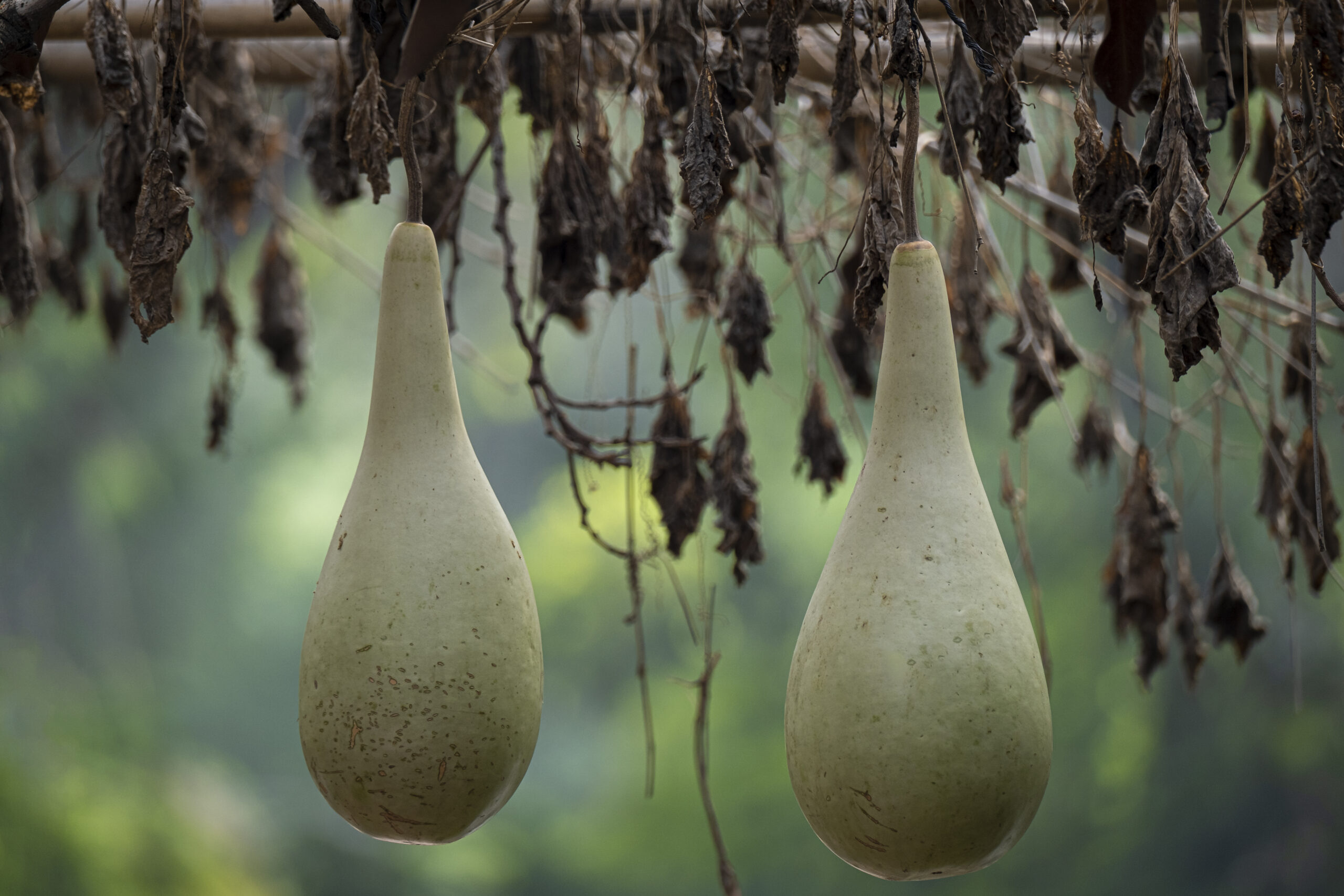 Cosecha del fruto de marimbo