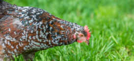 Speckled Sussex Hen