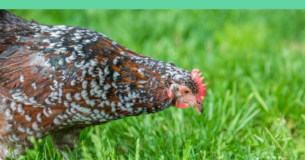 Speckled Sussex Hen