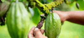 Fruto del cacao / Getty Images