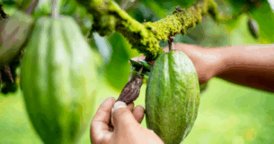 Fruto del cacao / Getty Images