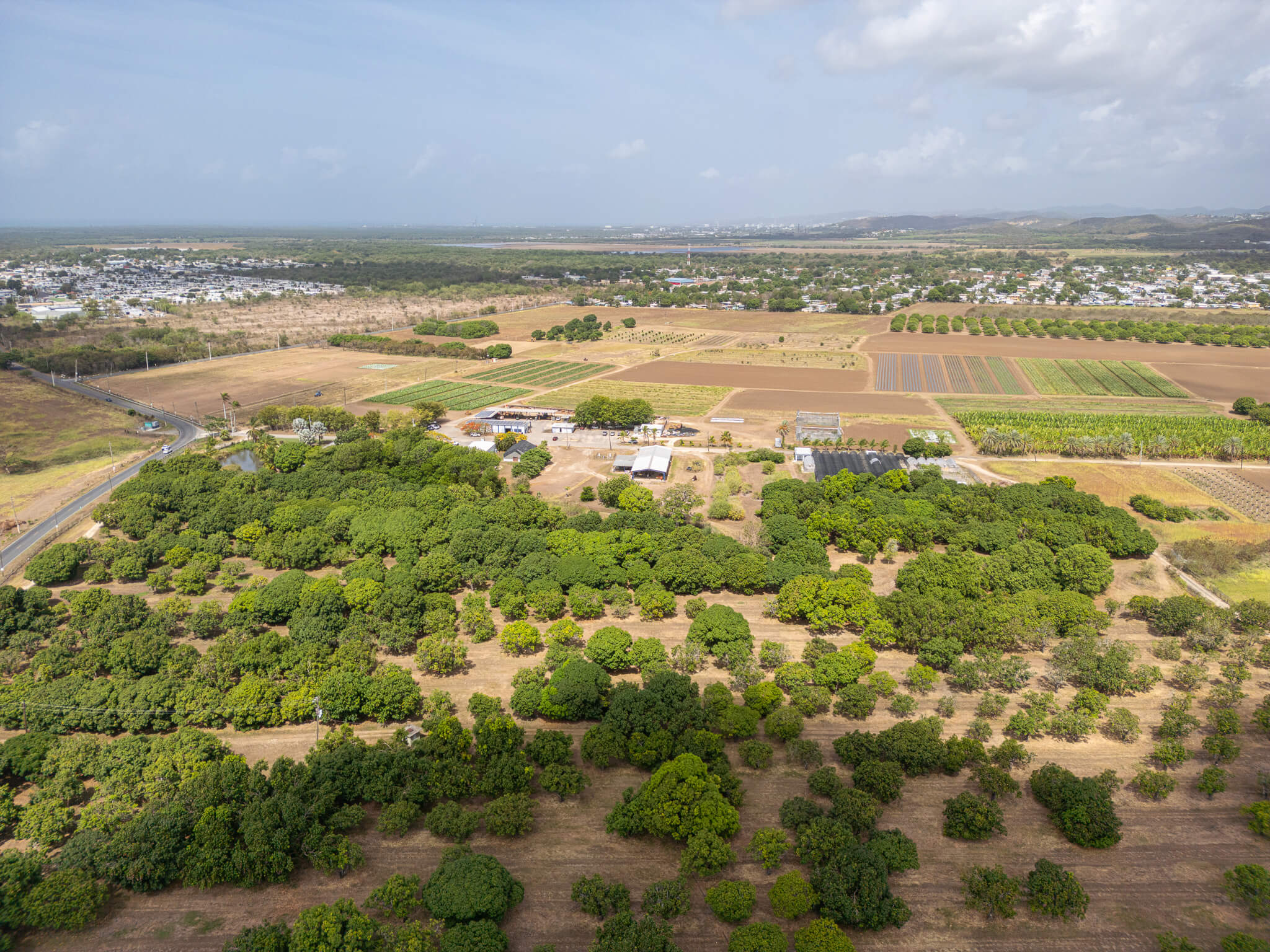 Mangos verdes en proceso de maduración cuelgan de los árboles