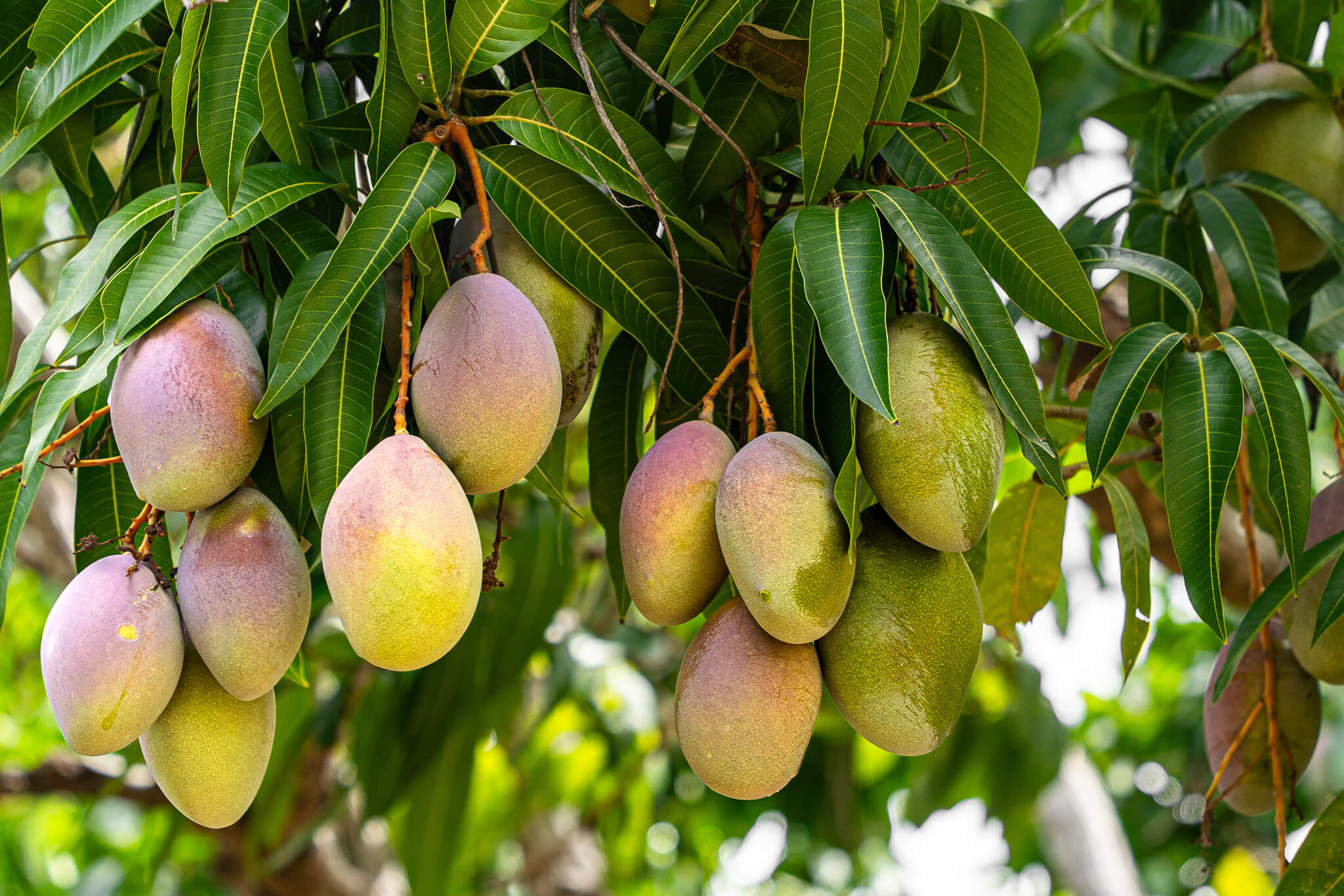 Árboles de mangó en terrenos de la EEA en Juana Díaz