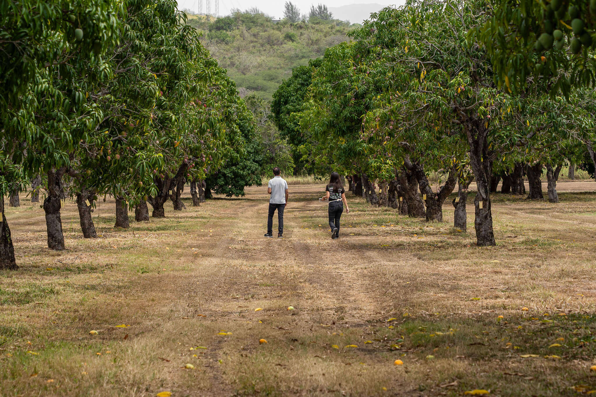 Árboles de mangó en terrenos de la EEA en Juana Díaz