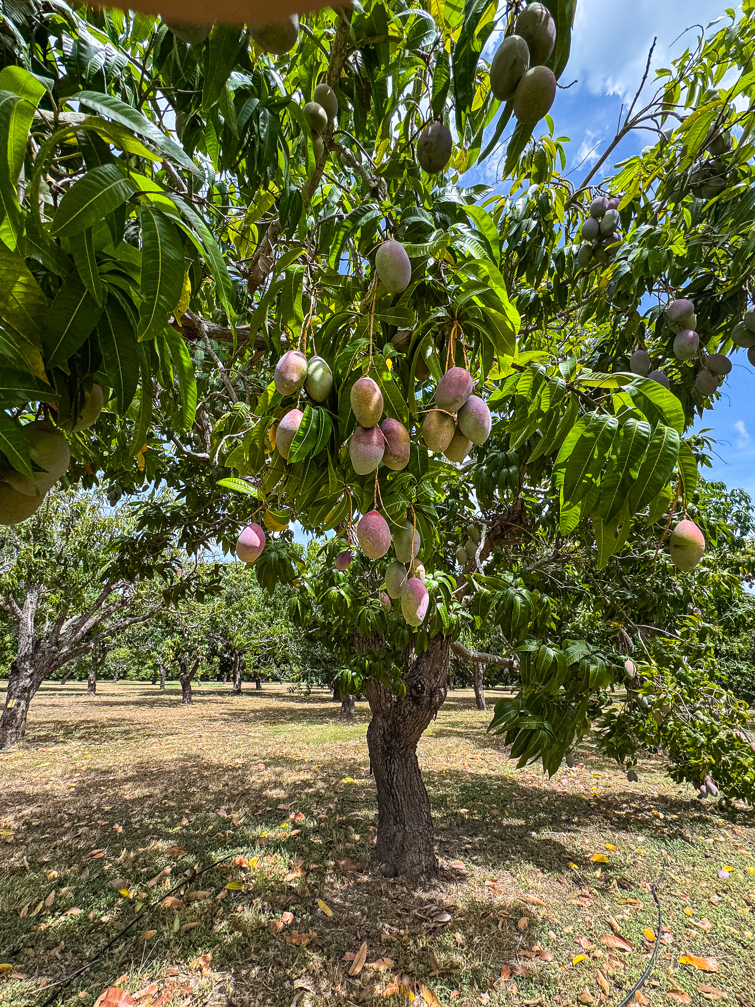 Mangos en árbol