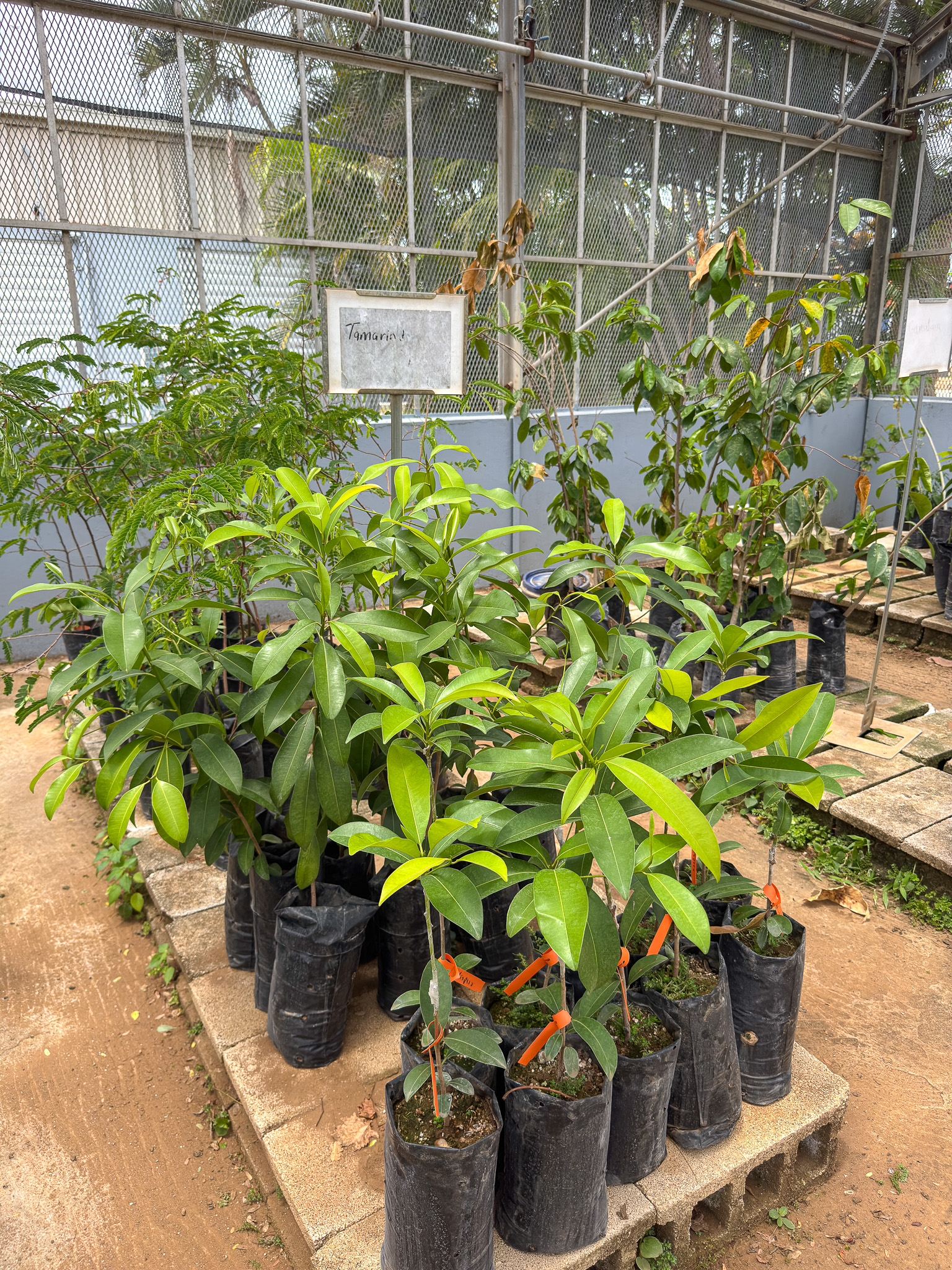 Árboles de aguacate
