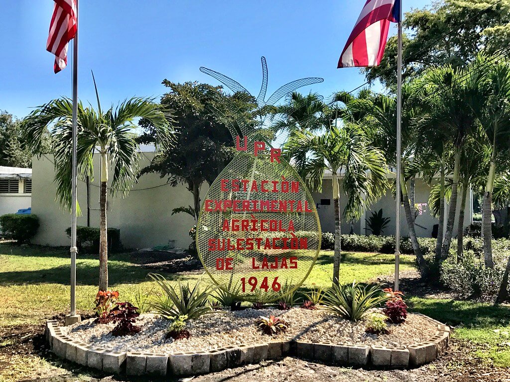 Lajas