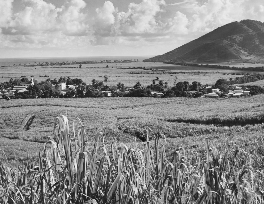Caña de azúcar