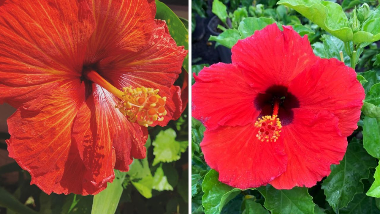 Flor de maga
