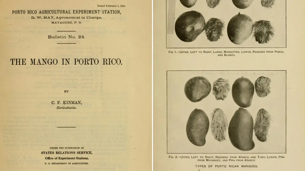 Investigación mangó