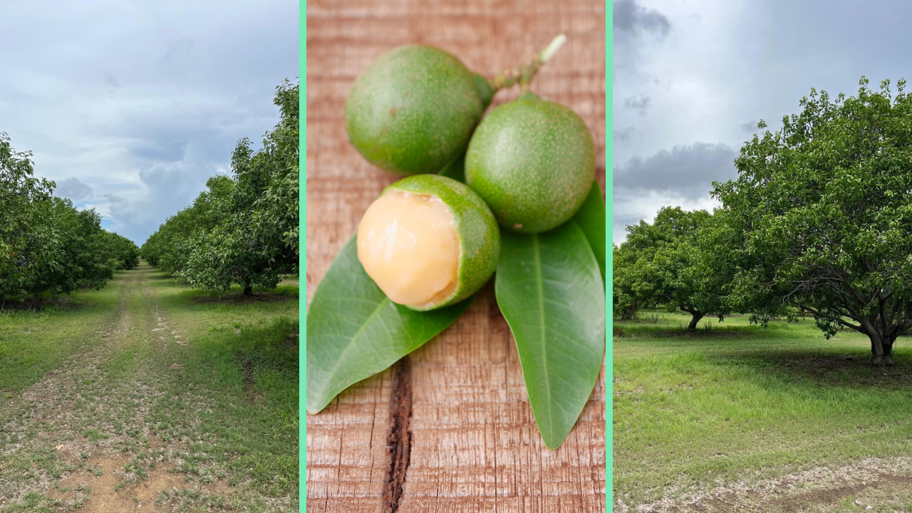 Finca de quenepas en la Estación Experimental Agrícola, subestación de Juana Díaz (cortesía de Carlos Almodóvar). Al centro, quenepas (Getty Images | ALEAIMAGE)