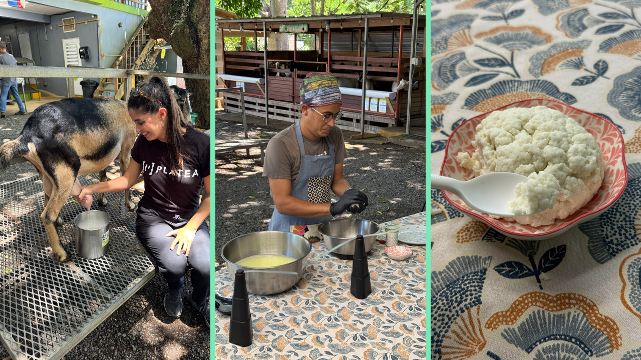 Proceso para hacer queso de cabra en Frutos del Guacabo