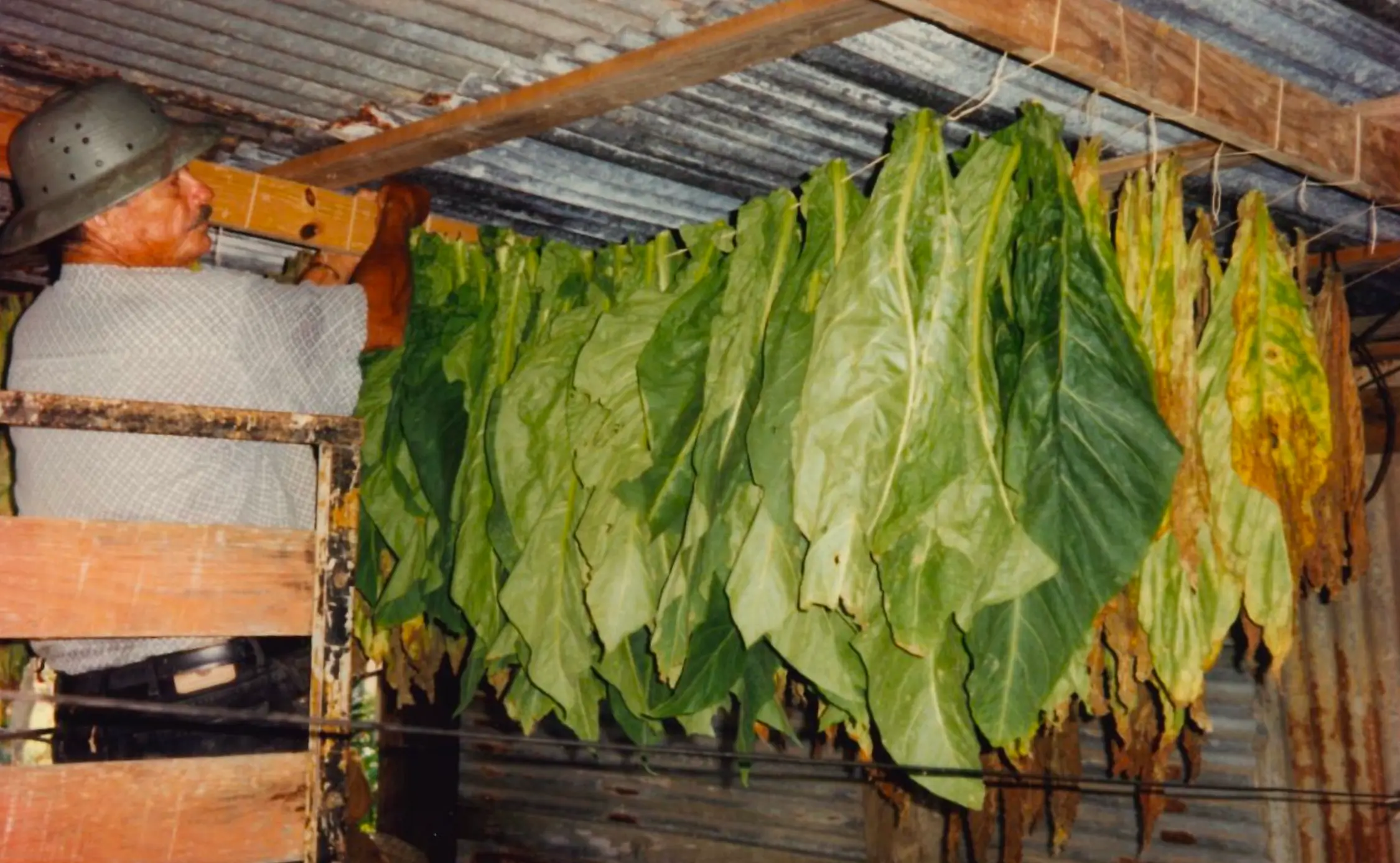 Don Félix Meléndez Carrasquillo cultivando tabaco