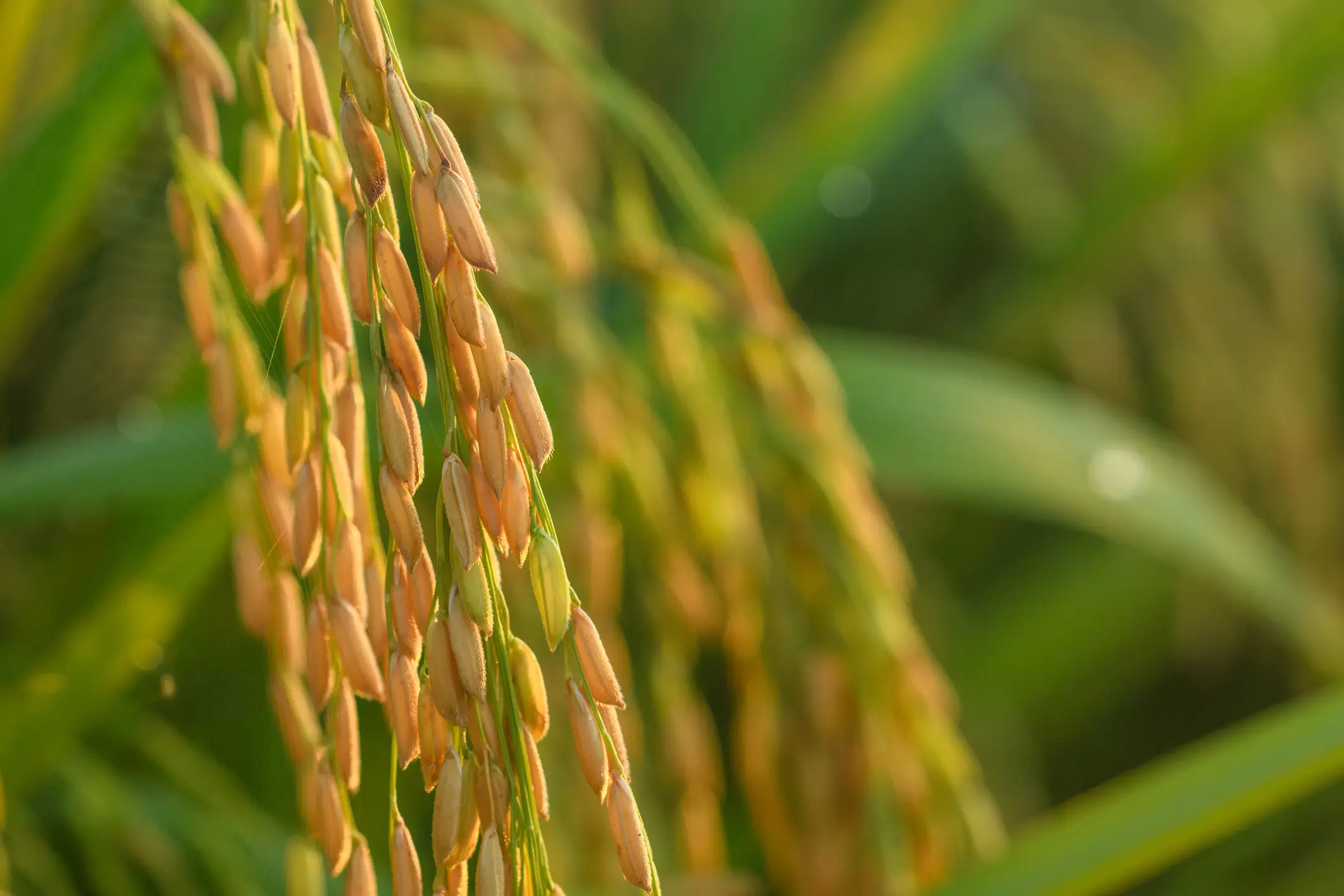 Cultivo de arroz