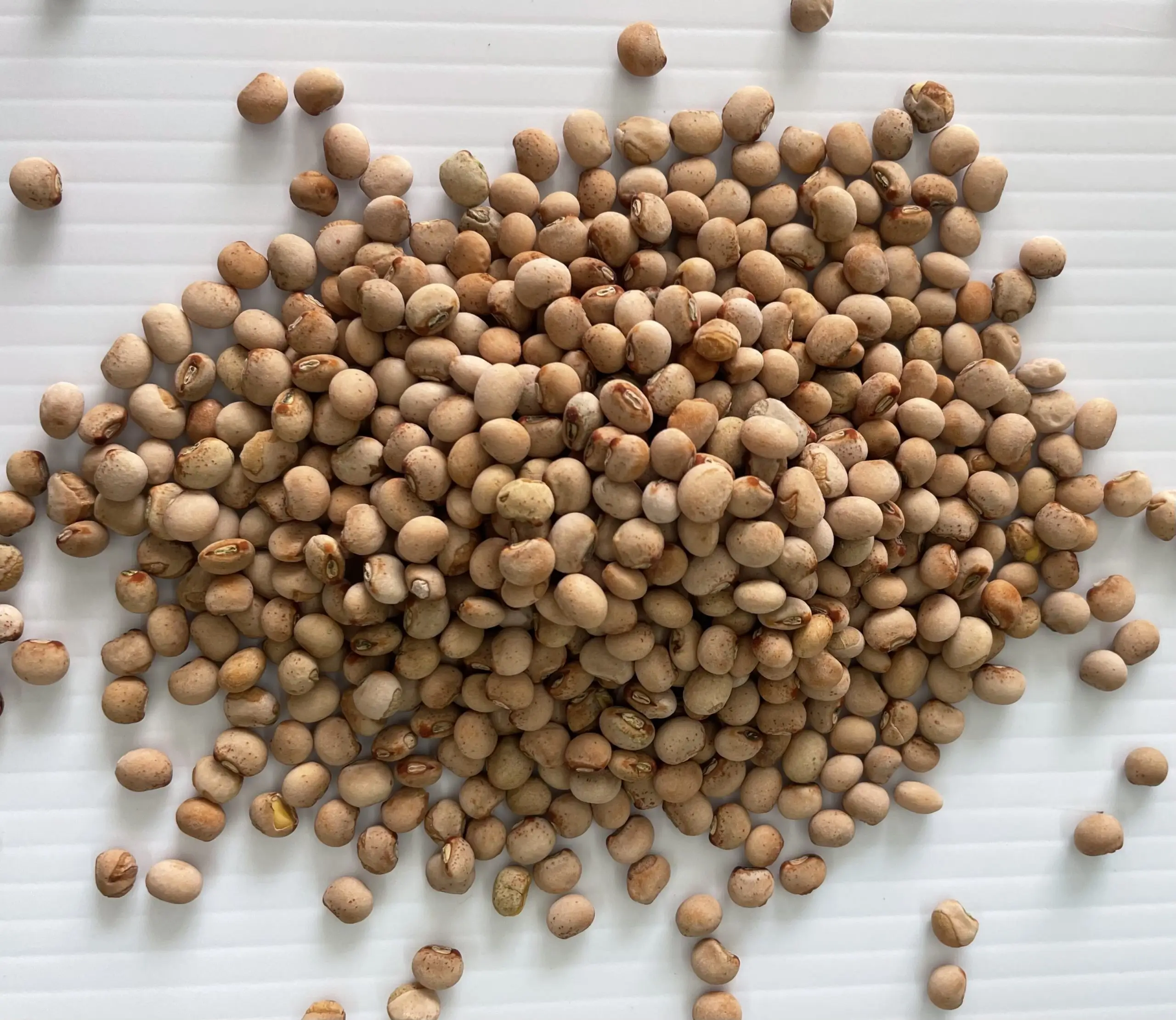 Gandules