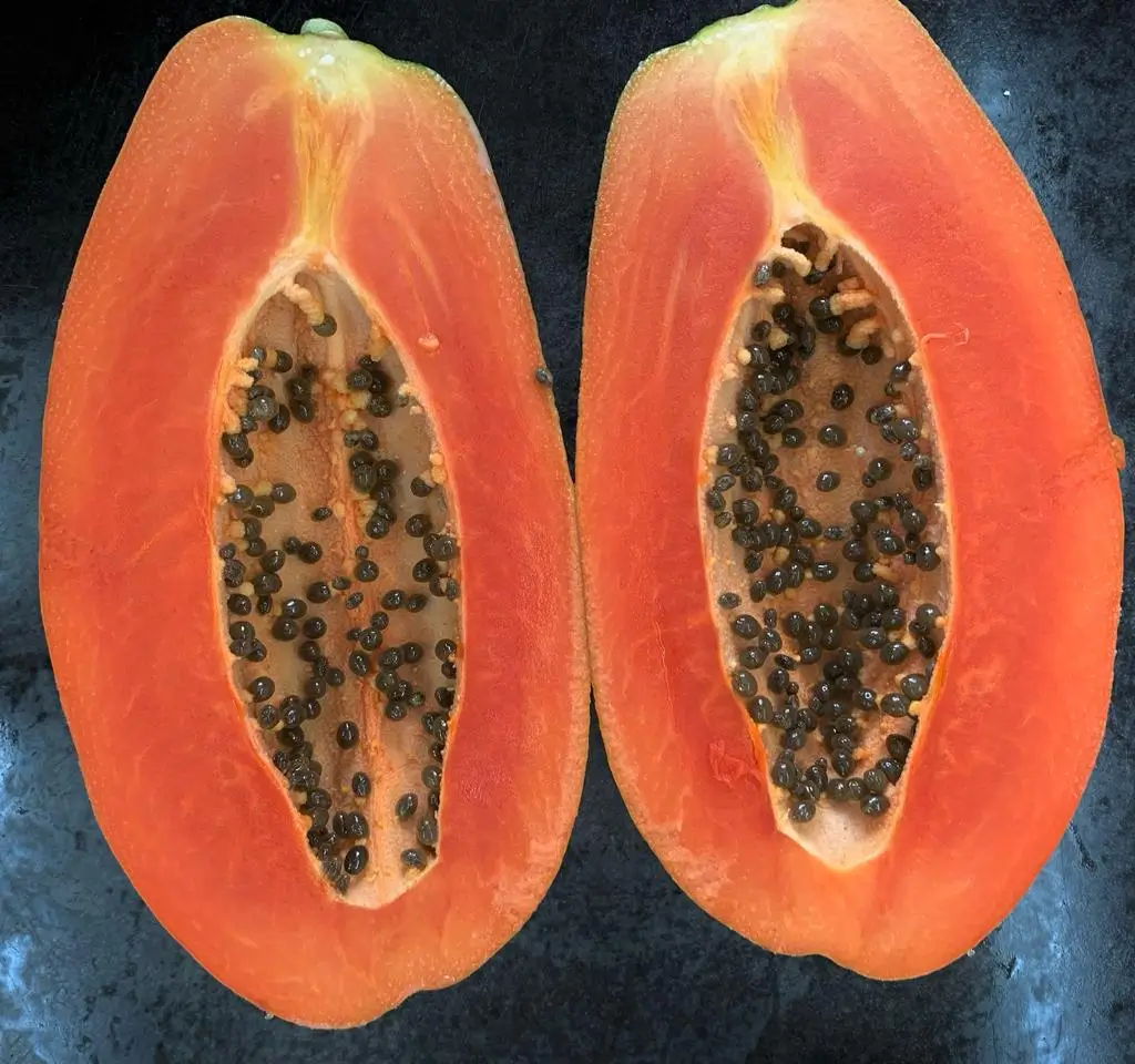 Imagen de una papaya Maradol Roja