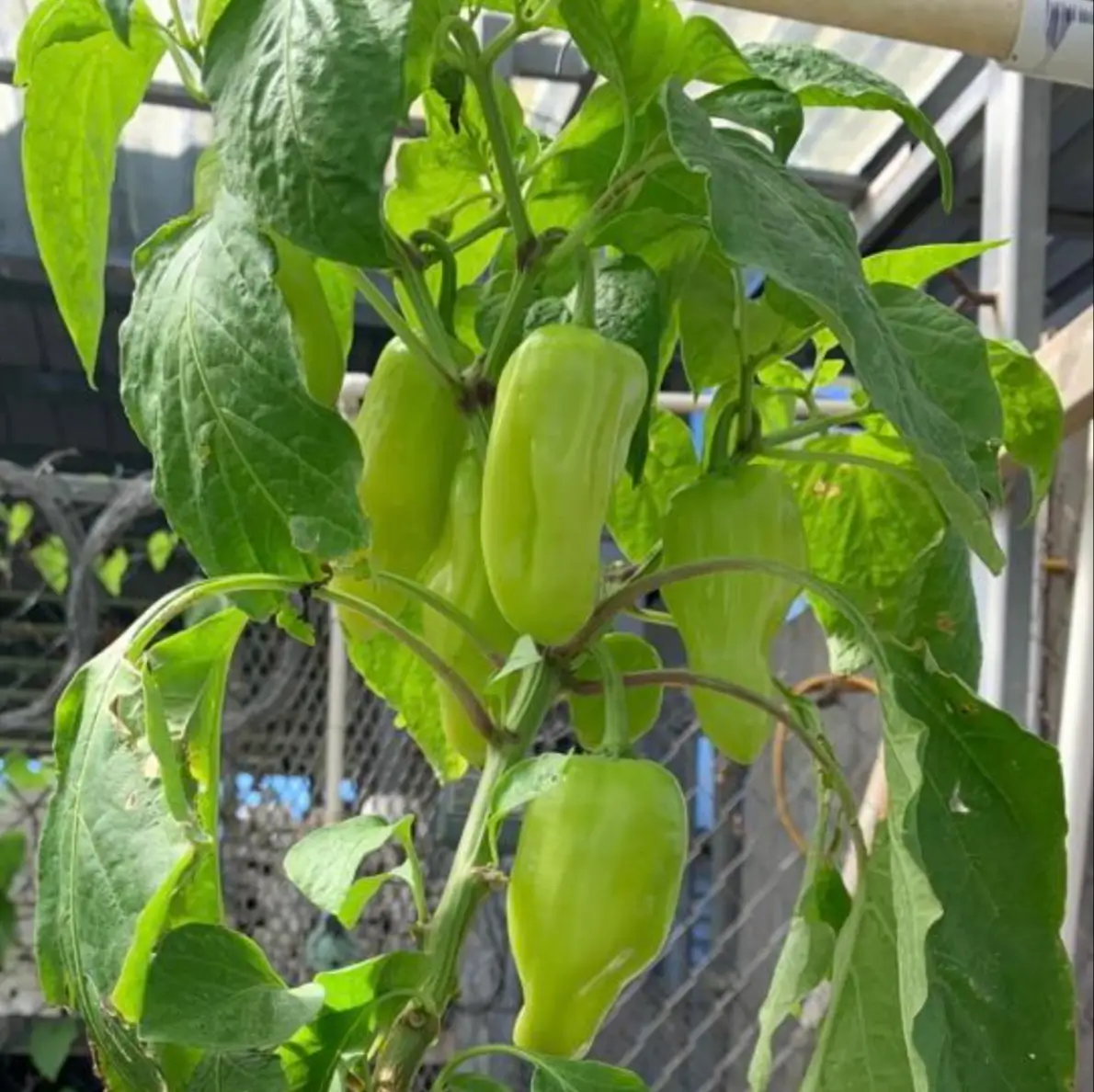 Pimiento blanco del país