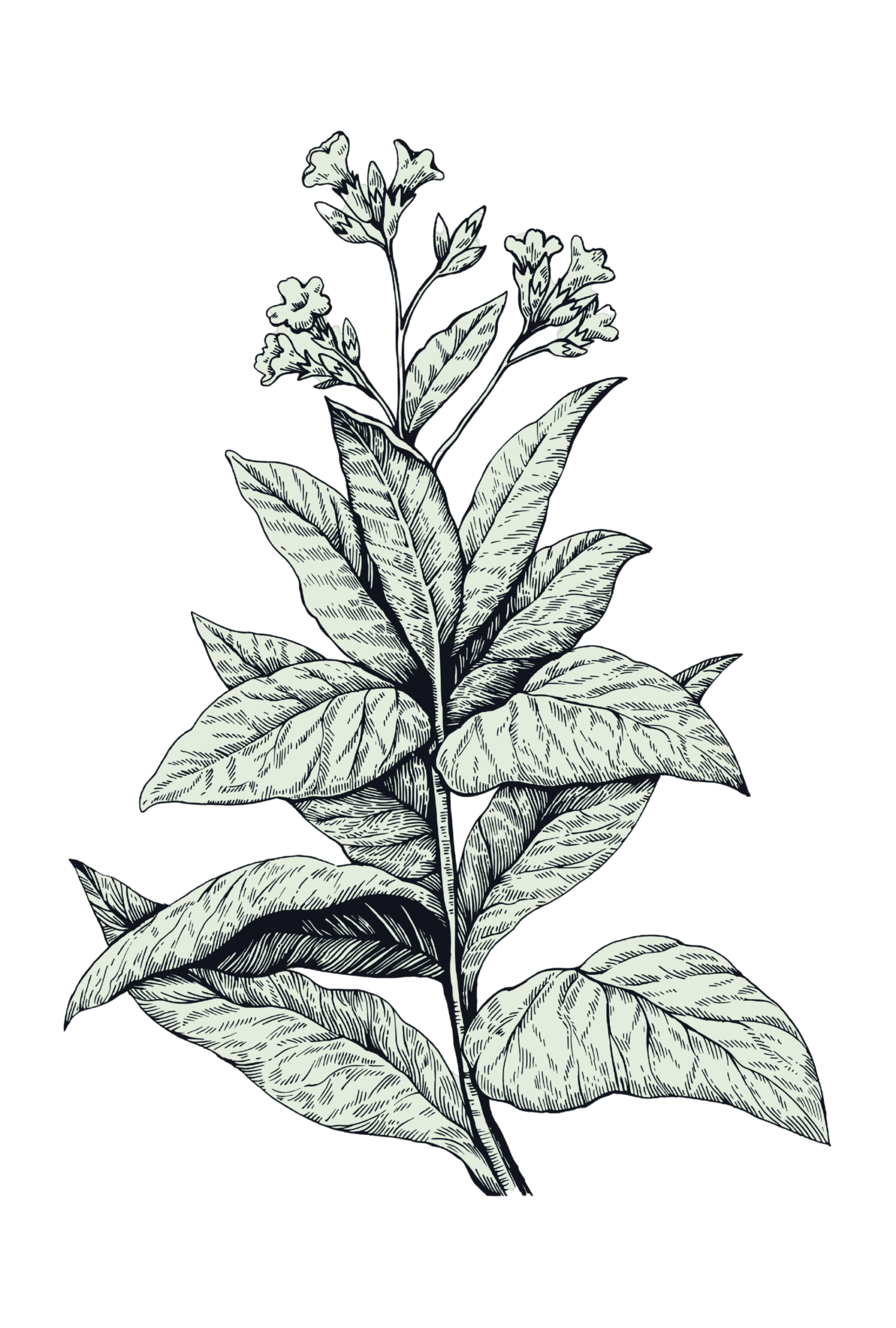 Anatomía de la planta de tabaco