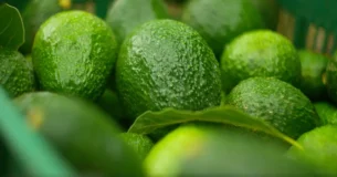 aguacates
