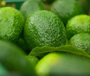 aguacates