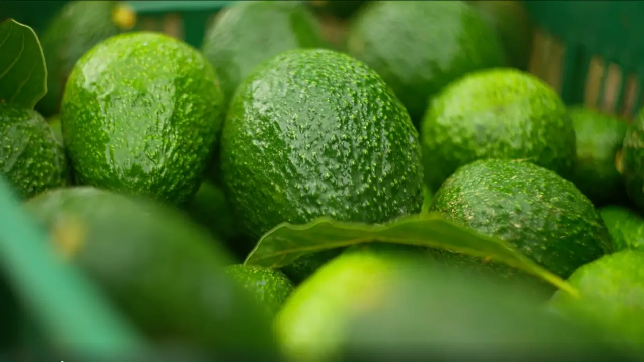 aguacates