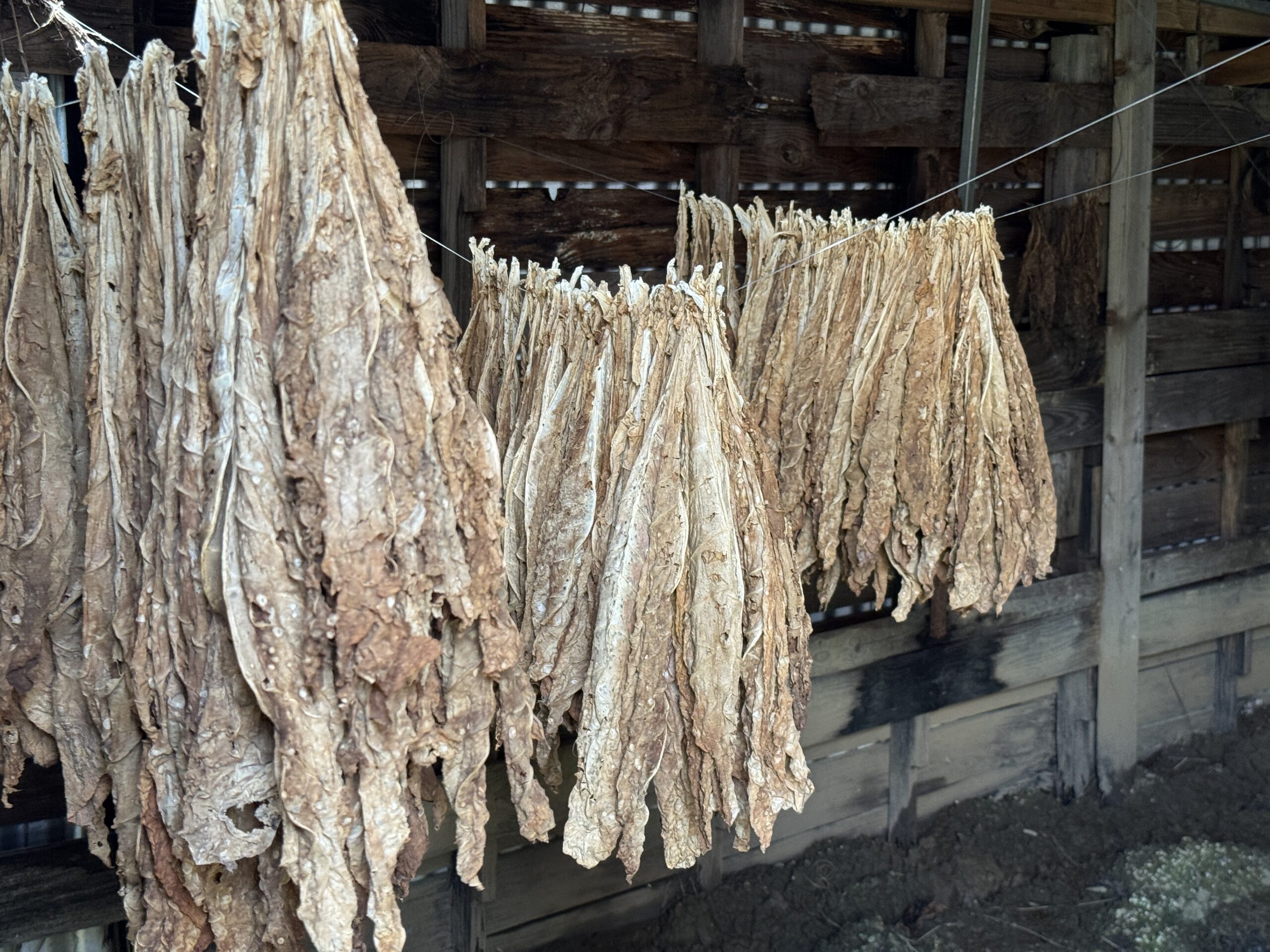 El ranchón donde cuelgan las hojas de tabaco para el proceso de secado