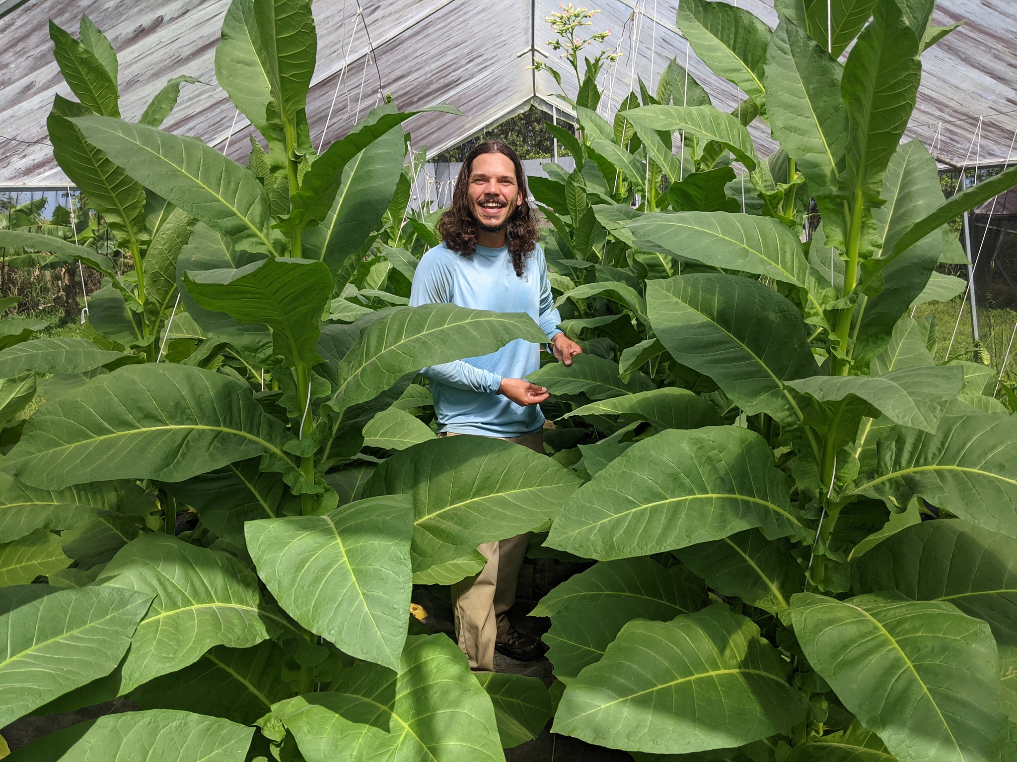 Francisco Castro entre los cultivos de su finca